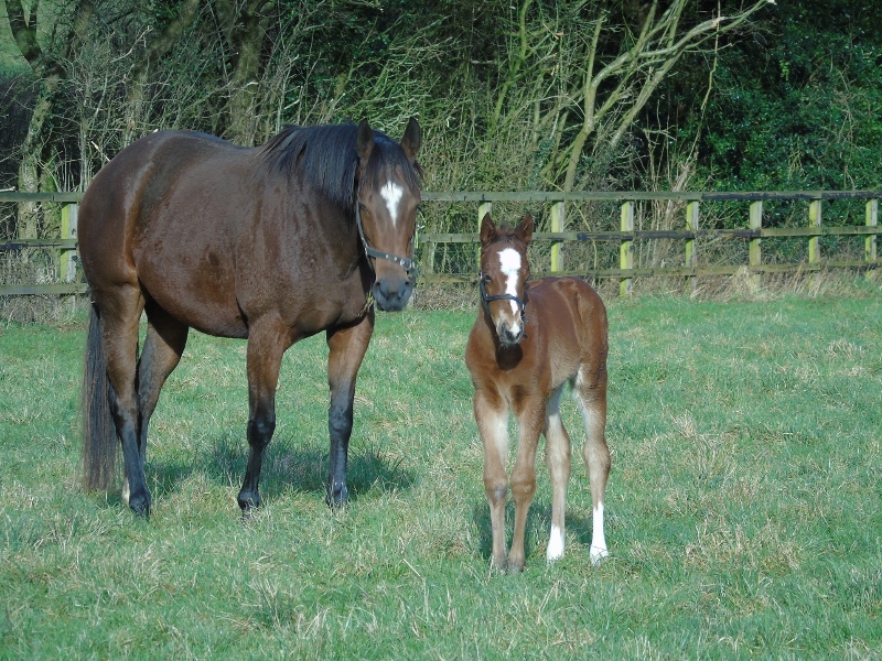 2018 filly by New Approach